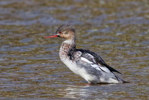 ウミアイサ雄のエクリプス ウミアイサ,鴨,カモの写真素材