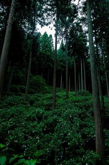 紫陽花の咲く山の中 紫陽花の咲く山の中 自然,山,紫陽花の写真素材