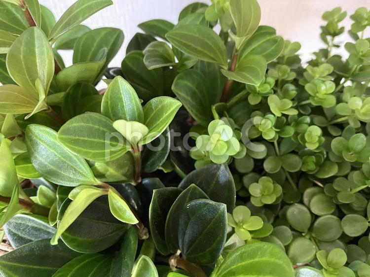 緑色の葉がきれいな観葉植物2種類 緑,葉,観葉植物の写真素材