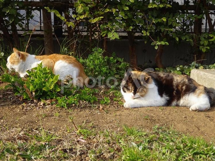 地面で眠る2匹の野良猫 猫,ねこ,ネコの写真素材