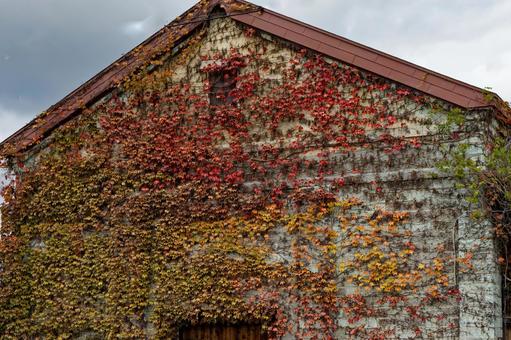 カエデ カエデ,紅葉,秋の写真素材