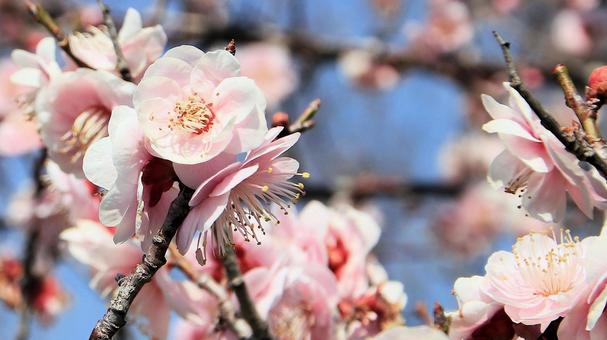 Photo, plum blossom, flower, plum garden, 