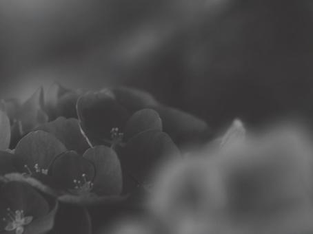 Hydrangea Black and White-Light 4:3, JPG Hydrangea Black and White-Light 4:3, JPG
