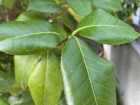 葉っぱ みどりの写真