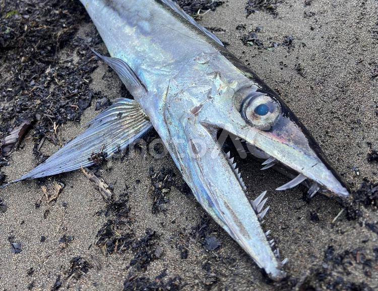 深海からの使者“ミズウオ” ミズウオ,深海魚,水魚の写真素材