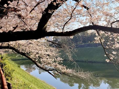 千鳥ヶ淵公園の桜とお堀 千鳥ヶ淵公園の桜とお堀 千鳥ヶ淵公園,桜,春の写真素材