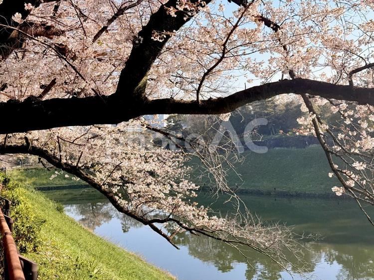 千鳥ヶ淵公園の桜とお堀 千鳥ヶ淵公園,桜,春の写真素材