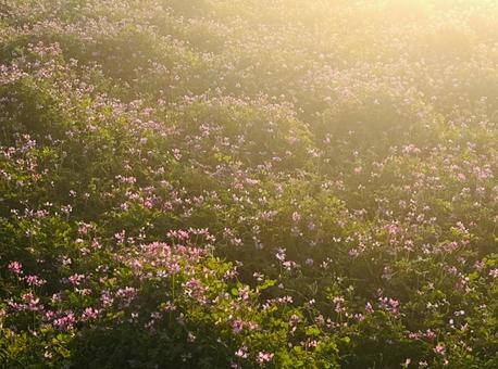 夕日の蓮華畑の写真