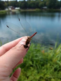 Dragonfly, dragonfly, natural, outdoors, JPG