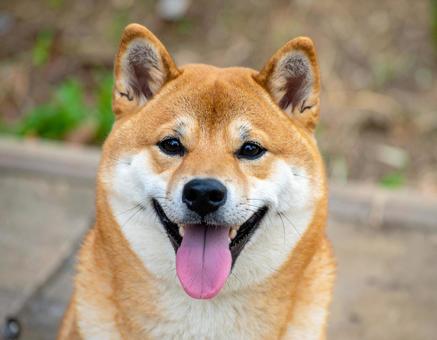 かわいい柴犬の写真 かわいい柴犬の写真の写真