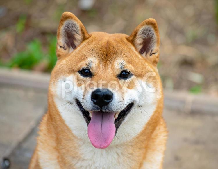 かわいい柴犬の写真 柴犬,日本犬,和犬の写真素材
