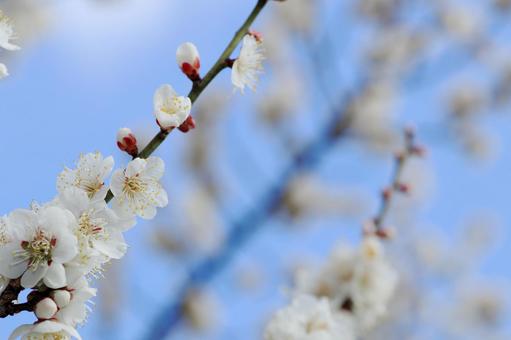梅の花 梅の花の写真