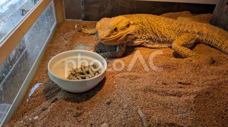 フトアゴヒゲトカゲへ人工飼料を給餌 フトアゴヒゲトカゲ,トカゲ,爬虫類の写真素材
