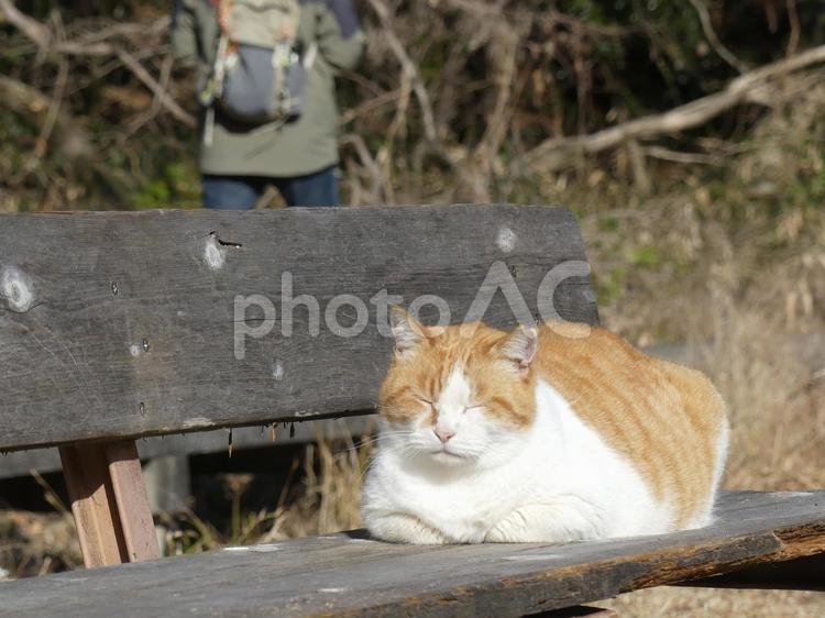 気持ちよさそうに日向ぼっこをする野良猫① 野良猫,猫,動物の写真素材