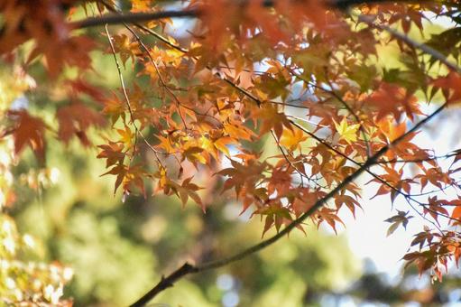 紅葉 紅葉の写真