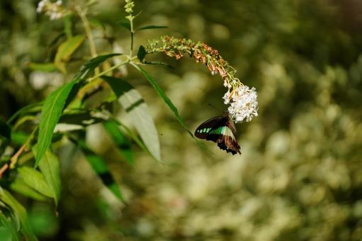 アオスジアゲハ 秋,美しい,蝶の写真素材