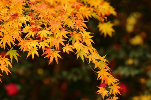 Burning autumn, JPG Burning autumn, autumn leaves, yellow leaves, red, JPG