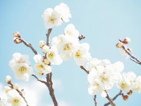 梅の花 梅の花 梅の花,白梅,春の写真素材