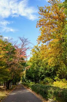 紅葉した木々のある並木道 秋,紅葉,風景の写真素材