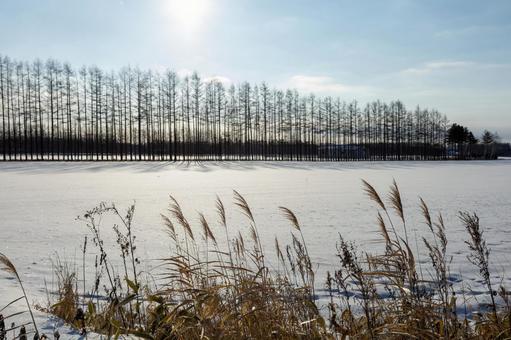Forest with the sun at its back and winter fields, JPG