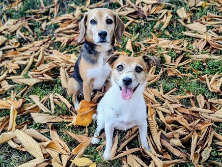 秋の絨毯11 犬,ビーグル,スマイルの写真素材