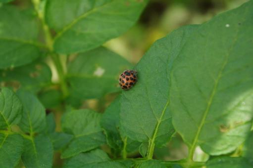 てんとう虫 かわいい,てんとう虫,葉っぱの写真素材