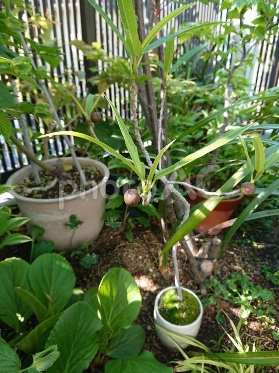 イヌビワ／ヤマビワ／イタビ（果実） 縦,葉,植物の写真素材