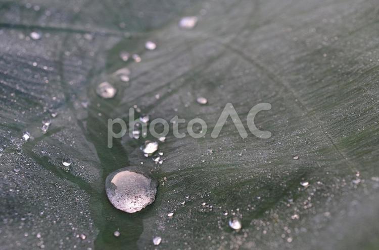 サトイモの葉の上のしずく しずく,水滴,水玉の写真素材