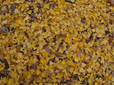 Photo, autumn, fallen leaves, ginkgo, 