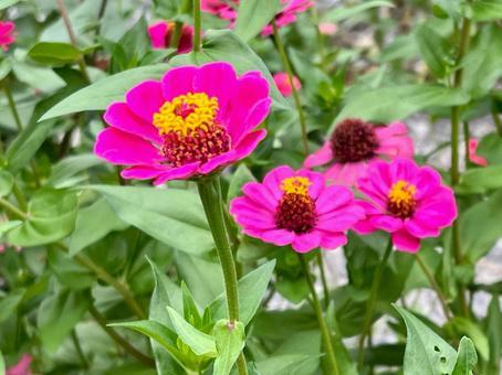 ピンクの花 ジニア ピンクの花 ジニアの写真