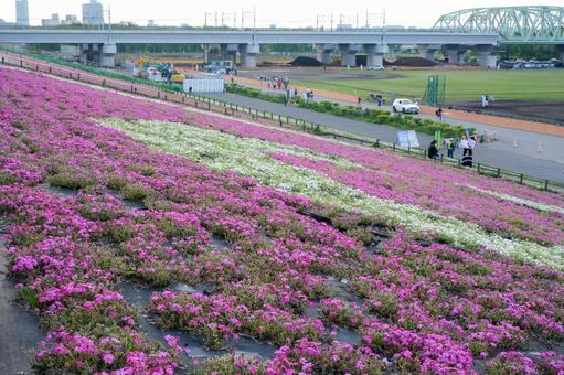 Moss Phlox at Shin-Arakawa Ohashi Green Space, JPG
