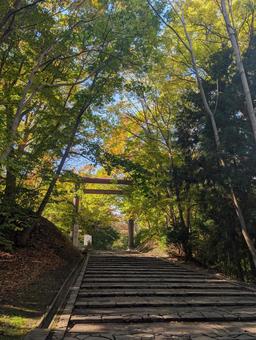 北海道札幌 円山公園の紅葉 北海道,札幌,紅葉の写真素材