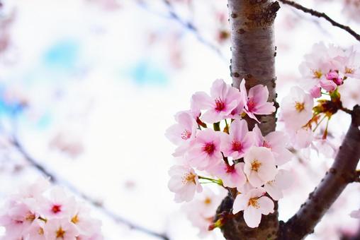 ピンクでかわいい満開の桜 春の背景素材 ピンクでかわいい満開の桜 春の背景素材の写真