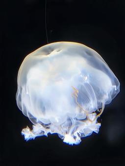 ミズクラゲ ミズクラゲ クラゲ,海,自然の写真素材
