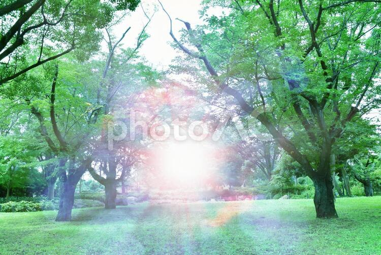 癒し・希望の光・光多め 希望の光,希望,太陽の光の写真素材
