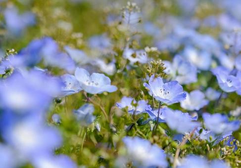 花の都公園 ネモフィラ 花の都公園 ネモフィラの写真