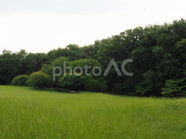 公園の広場と木陰のベンチ 公園,広場,木陰の写真素材