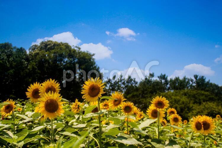 夏のひまわり畑２ ひまわり,向日葵,畑の写真素材