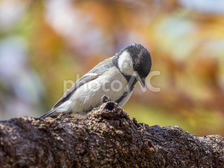 木にとまるシジュウカラ シジュウカラ,野鳥,鳥の写真素材