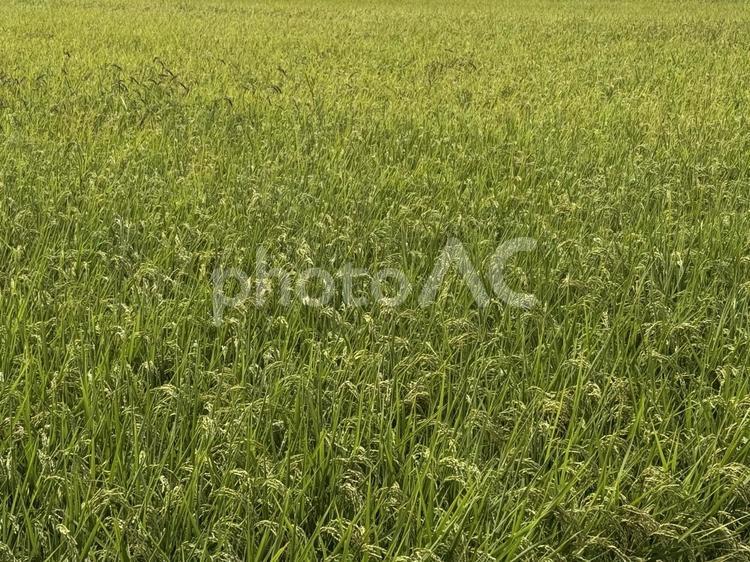 稗の生えた田んぼ（夏） green,稲,田んぼの写真素材