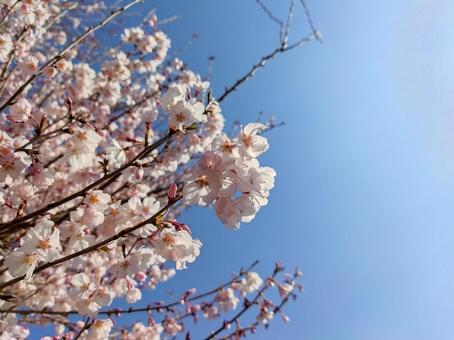 桜と青空 桜と青空の写真