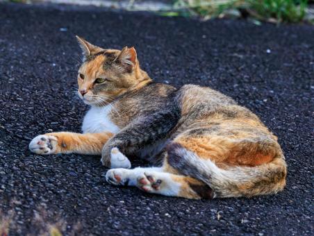 毛並みが綺麗な野良猫さんです。 毛並みが綺麗な野良猫さんです。の写真