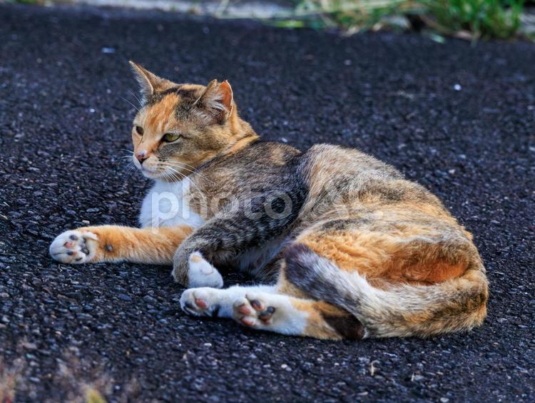 毛並みが綺麗な野良猫さんです。 猫,野良猫,地域猫の写真素材