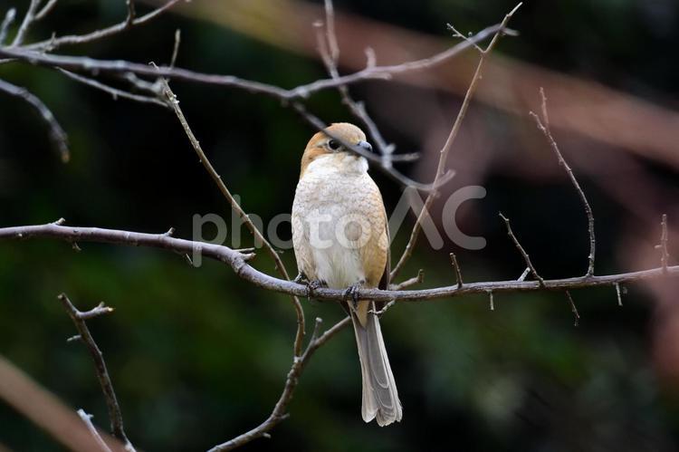 小枝にとまる百舌鳥（オス） shrike,はやにえ,もずの写真素材