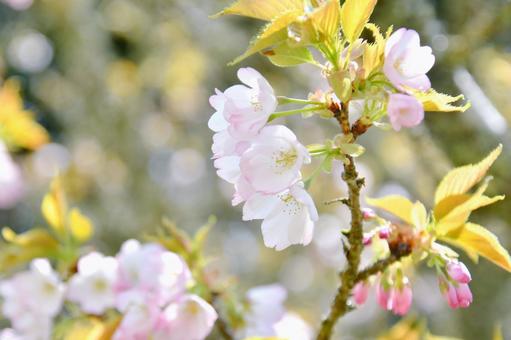 淡いピンクの桜　苔清水 苔清水,桜,花の写真素材