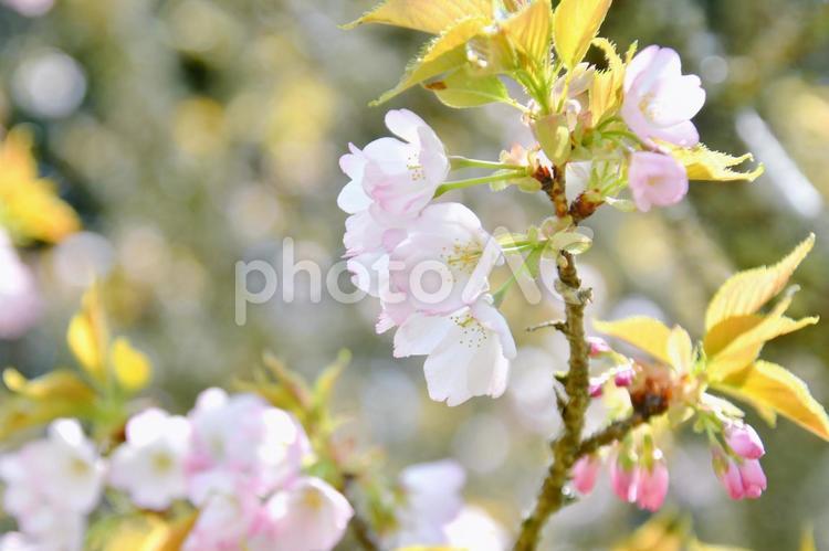 淡いピンクの桜　苔清水 苔清水,桜,花の写真素材