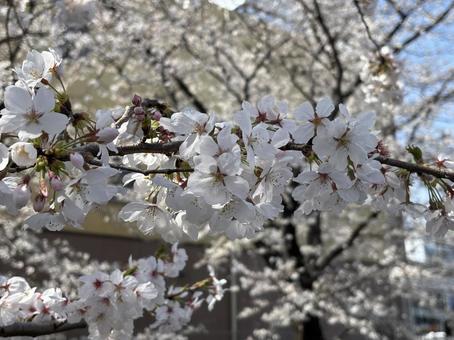 住宅街の桜 住宅街の桜の写真
