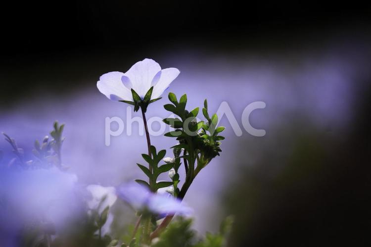 春の美しいネモフィラ ネモフィラ,花,春の写真素材