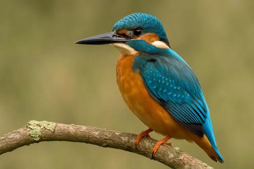 カワセミ：枝にとまる美しい「空飛ぶ宝石」の写真