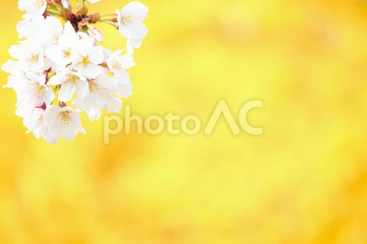 黄色バックの桜フレーム2 春,桜,4月の写真素材